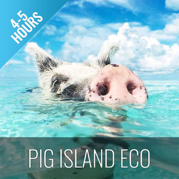 Unique snorkel Tour Pig Island  Koh Tan & Koh Mudsum - kohsamui.tours